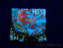 WYSIWYG - RAH Echinophyllia Starlight 21G