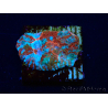 WYSIWYG - RAH Echinophyllia Starlight 21G