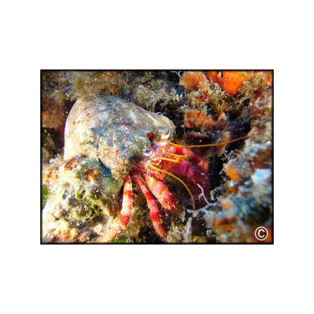 Dardanus megistos