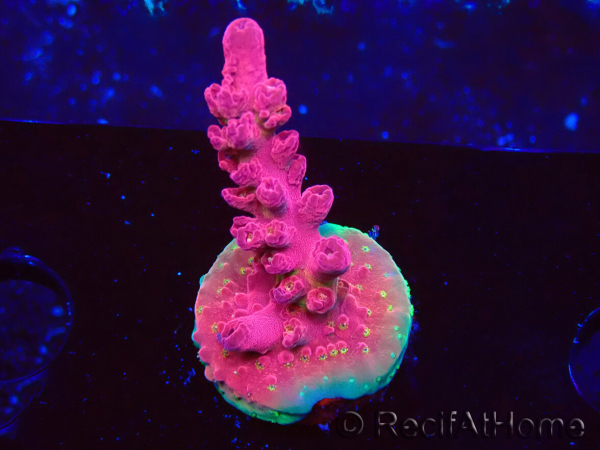 WYSIWYG RAH Acropora Cherry Bomb 5A3