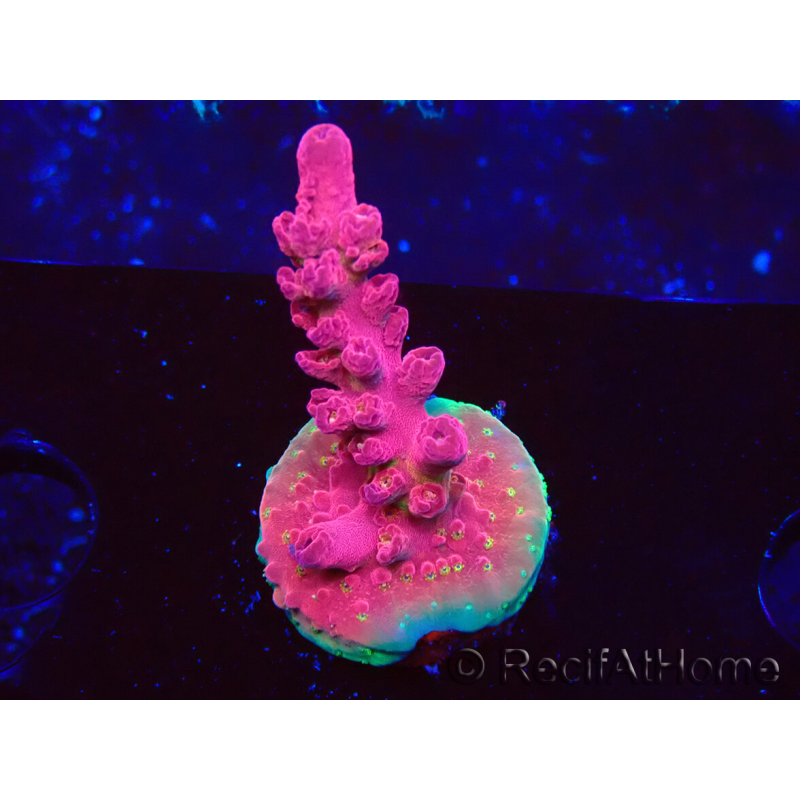 WYSIWYG RAH Acropora Cherry Bomb 5A3