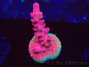 WYSIWYG RAH Acropora Cherry Bomb 5A3