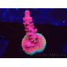 WYSIWYG RAH Acropora Cherry Bomb 5A3