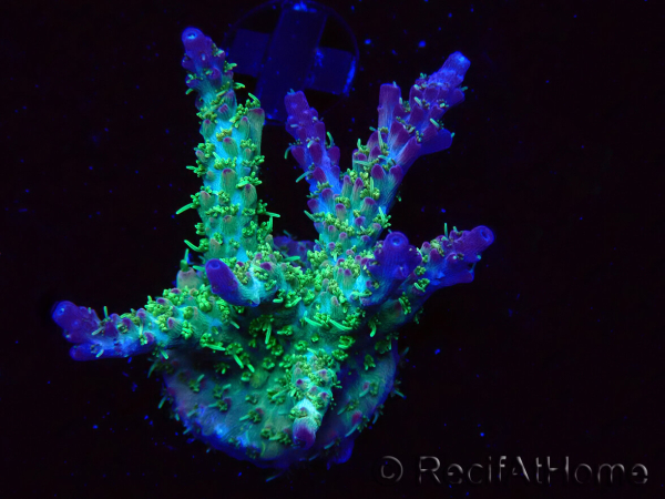 WYSIWYG- RAH Acropora Purple Haze 5B7