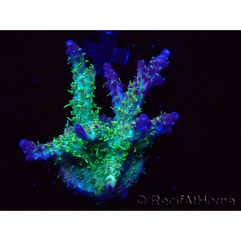 WYSIWYG- RAH Acropora Purple Haze 5B4