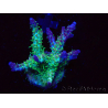 WYSIWYG- RAH Acropora Purple Haze 5B4