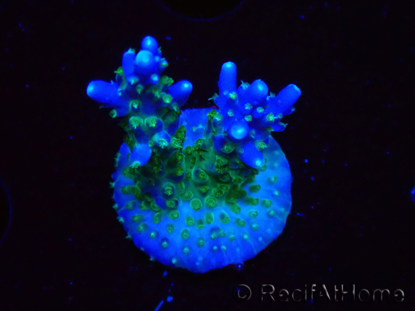 WYSIWYG RAH Acropora Blue Lagoon 5E4
