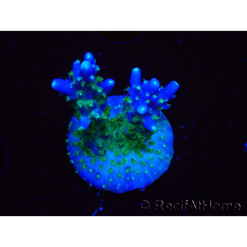 WYSIWYG RAH Acropora Blue Lagoon 5E7