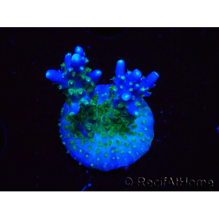 WYSIWYG RAH Acropora Blue Lagoon 5E4