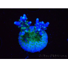 WYSIWYG RAH Acropora Blue Lagoon 5E4
