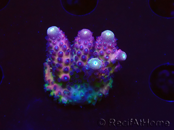WYSIWYG RAH Acropora Rainbow Mango 5K6