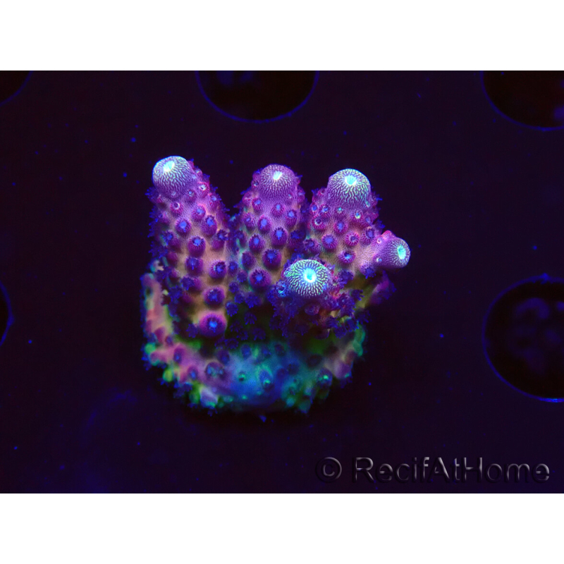 WYSIWYG RAH Acropora Rainbow Mango 5K6