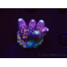 WYSIWYG RAH Acropora Rainbow Mango 5K6
