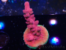 WYSIWYG RAH Acropora Cherry Bomb 5A8