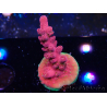WYSIWYG RAH Acropora Cherry Bomb 5A3
