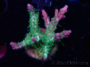 WYSIWYG- RAH Acropora Purple Haze 5B7