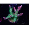 WYSIWYG- RAH Acropora Purple Haze 5B7