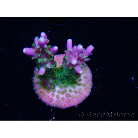 WYSIWYG RAH Acropora Blue Lagoon 5E7