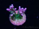 WYSIWYG RAH Acropora Blue Lagoon 5E7