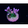 WYSIWYG RAH Acropora Blue Lagoon 5E4