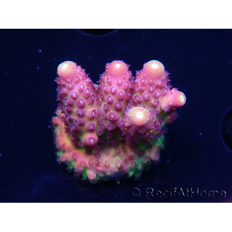 WYSIWYG RAH Acropora Rainbow Mango 5K6