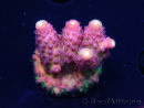 WYSIWYG RAH Acropora Rainbow Mango 5K6