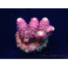 WYSIWYG RAH Acropora Rainbow Mango 5K6