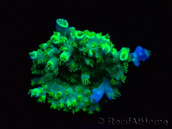 WYSIWYG RAH Acropora Plutonium 5V1