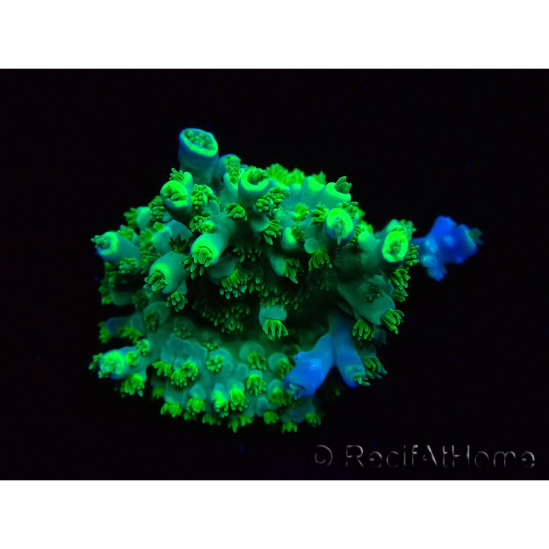 WYSIWYG RAH Acropora Plutonium 5V1