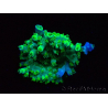 WYSIWYG RAH Acropora Plutonium 5V1