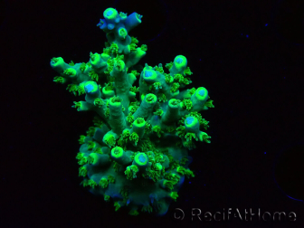 WYSIWYG RAH Acropora Plutonium 5V2