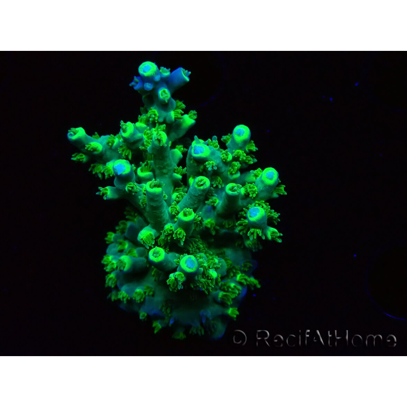 WYSIWYG RAH Acropora Plutonium 5V2