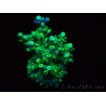 WYSIWYG RAH Acropora Plutonium 5V2