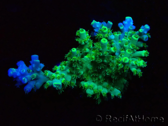 WYSIWYG RAH Acropora Plutonium 5V3
