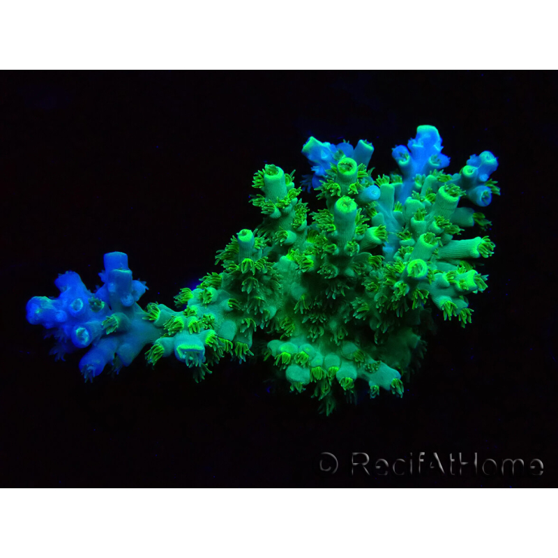 WYSIWYG RAH Acropora Plutonium 5V3