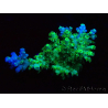 WYSIWYG RAH Acropora Plutonium 5V3