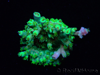 WYSIWYG RAH Acropora Plutonium 5V1