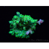 WYSIWYG RAH Acropora Plutonium 5V1