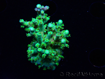 WYSIWYG RAH Acropora Plutonium 5V2