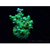 WYSIWYG RAH Acropora Plutonium 5V2