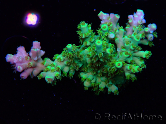 WYSIWYG RAH Acropora Plutonium 5V3