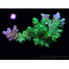 WYSIWYG RAH Acropora Plutonium 5V3