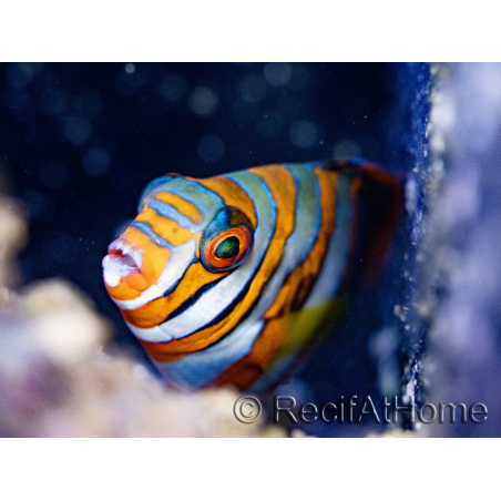 Choerodon fasciatus erwachsen Zucht Bali Aquarich 10-12 cm