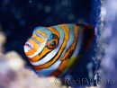 Choerodon fasciatus erwachsen Zucht Bali Aquarich 10-12 cm