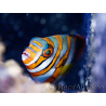 WYSIWYG Apolemichthys xanthopunctatus Proaquatix