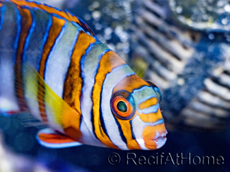 Choerodon fasciatus erwachsen Zucht Bali Aquarich 10-12 cm