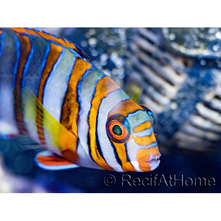 Choerodon fasciatus erwachsen Zucht Bali Aquarich 10-12 cm