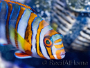 Choerodon fasciatus erwachsen Zucht Bali Aquarich 10-12 cm