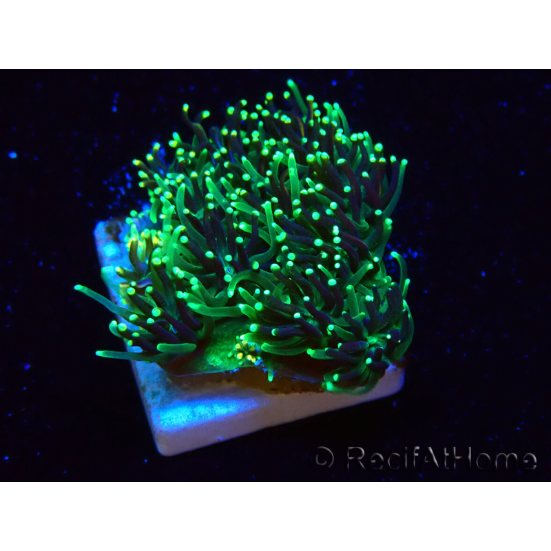 WYSIWYG - RAH Galaxea fascicularis Fireworks 6