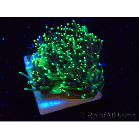 WYSIWYG - RAH Galaxea fascicularis Fireworks 6